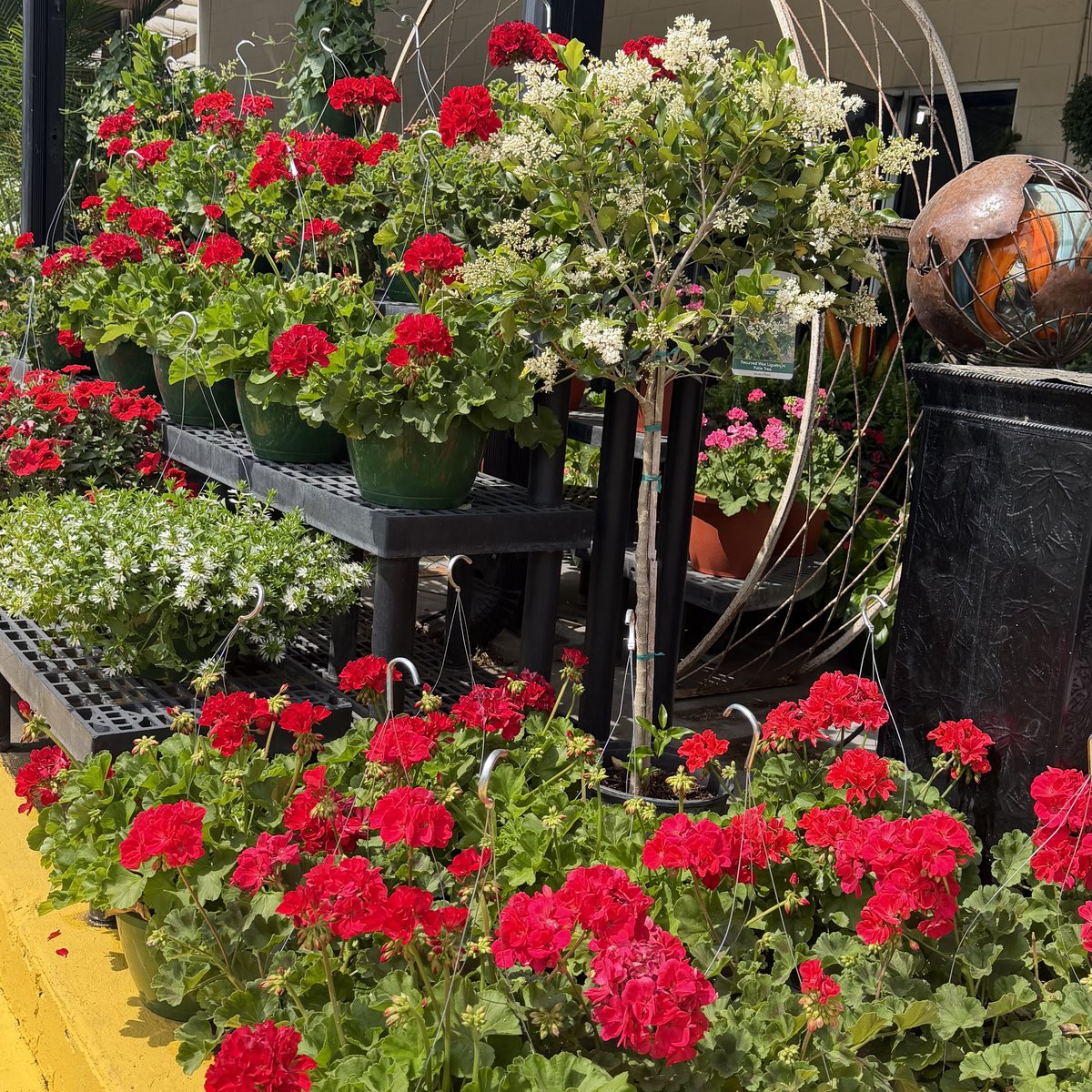 Flowering plants outside the Hester and Zipperer garden center in Savannah, Georgia