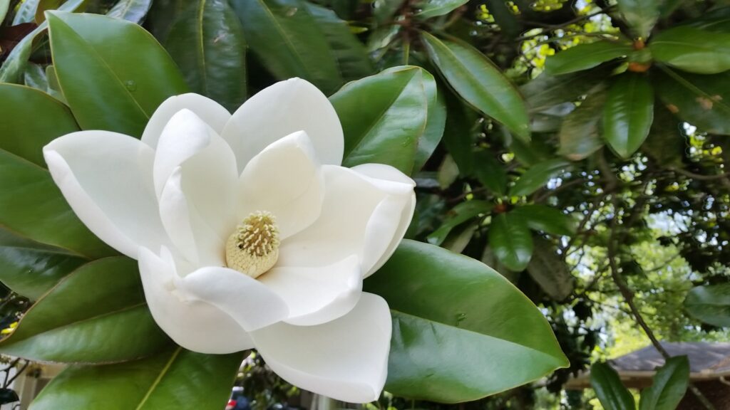 Magnolia bloom in spring, coastal Georgia